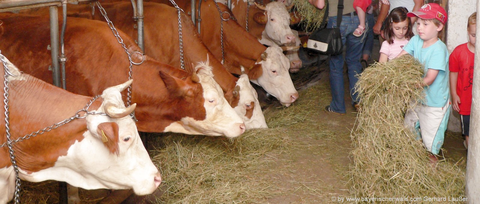 Bauernhofurlaub mit Kühen auf der Weide und im Stall