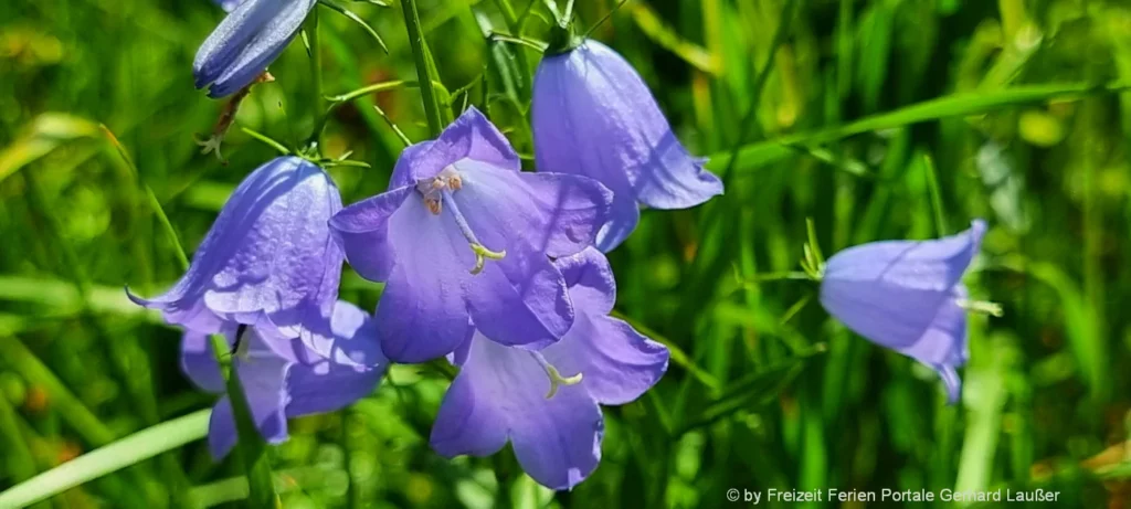 Blumen Bilder aus Bayern Natur Pflanzen Fotos von Glockenblume