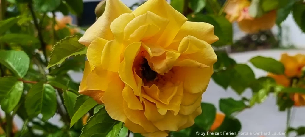 Natur Schönheiten gelbe Rosen Blumen aus Deutschland