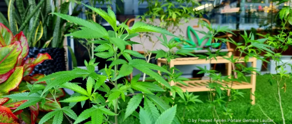 Ratgeber zum Cannabisblüten ernten und Hanfpflanzen Blätter trocken