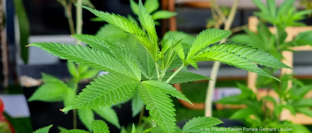 Anleitung zum Cannabissamen pflanzen und aufziehen
