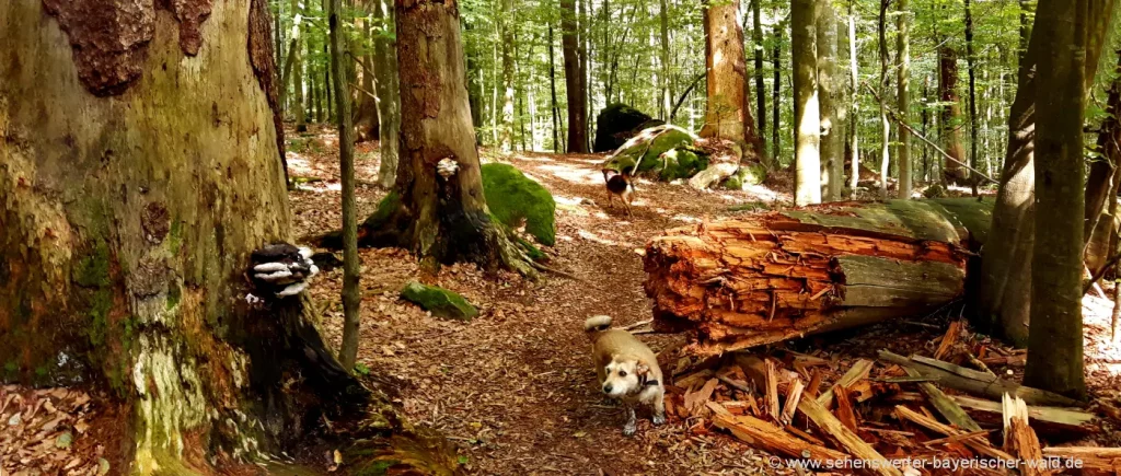 Natururlaub im Nationalpark Bayerischer Wald Wanderurlaub in Bayern
