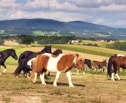 Ponyferienhof Eder in Mimming – Kontakt