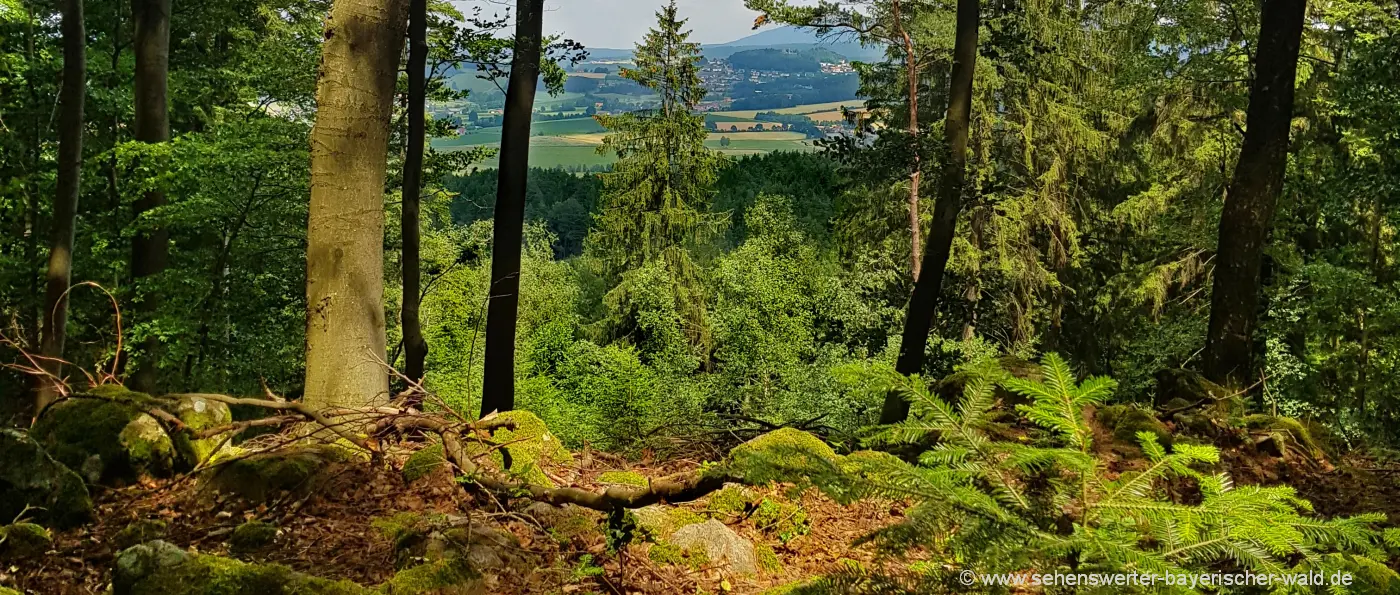 Shinrin Yoku Waldbaden Bayerischer Wald & Bayern