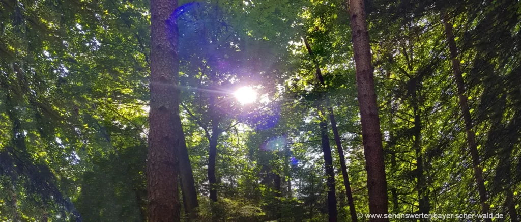 Waldbaden umgeben von Bäumen und Sonnenlicht